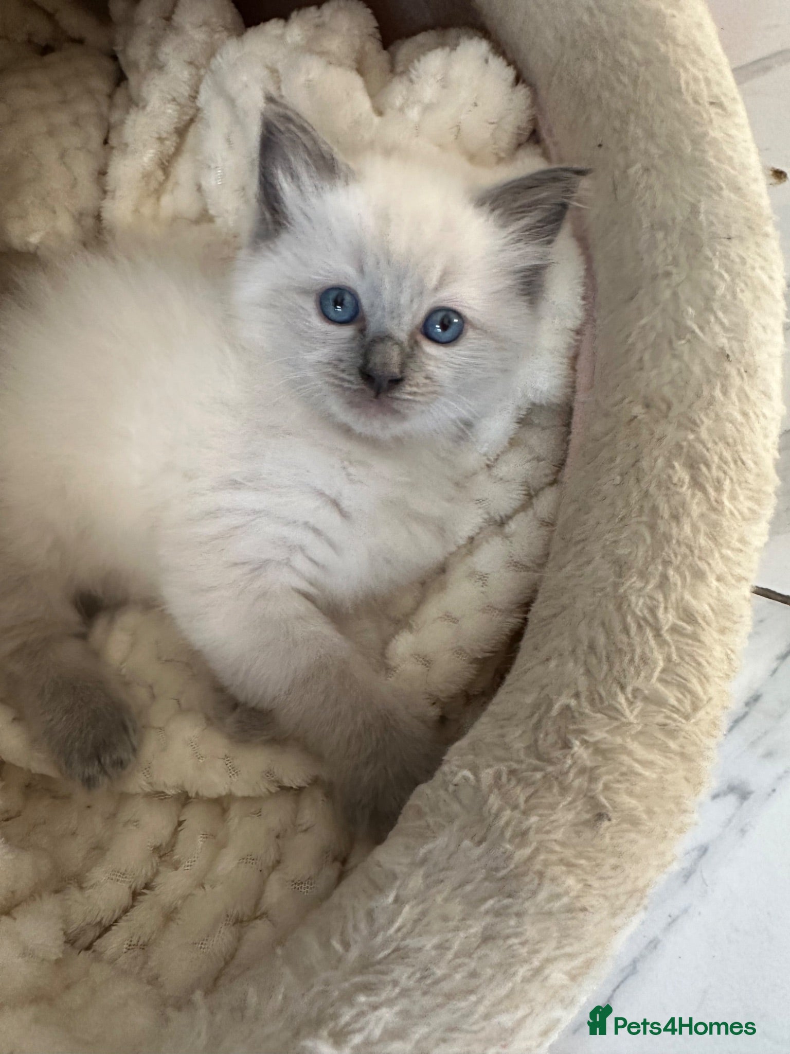 Ragdoll cats One handsome ragdoll boy kitten  for sale  - Advert 1