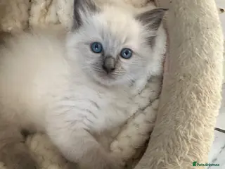 Ragdoll cats One handsome ragdoll boy kitten for sale - Advert 1