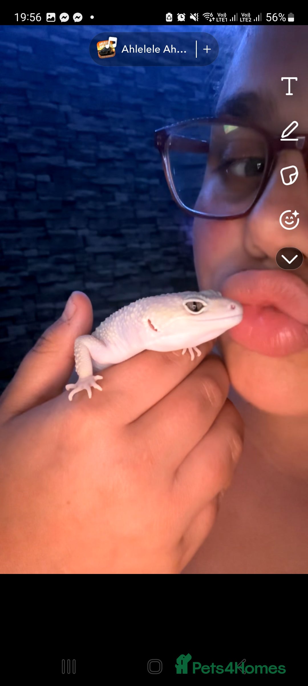 Leopard Gecko reptiles for sale: Beautiful Leopard Gecko - Image 2