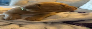 Dogue De Bordeaux 6