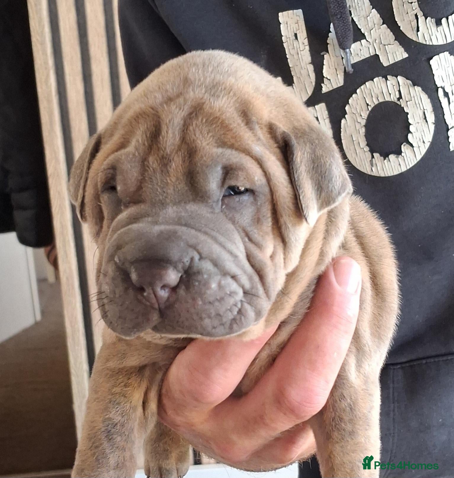 Staffordshire Bull Terrier dogs Staffy x sharpei  - Advert 5