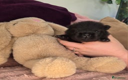 Chow Chow dogs for sale: Final Litter from Champion Bloodlines 🐾 - Image 12
