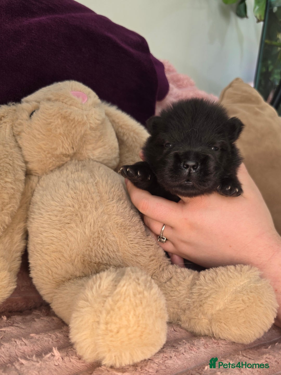 Chow Chow dogs for sale: Final Litter from Champion Bloodlines 🐾 - Image 12