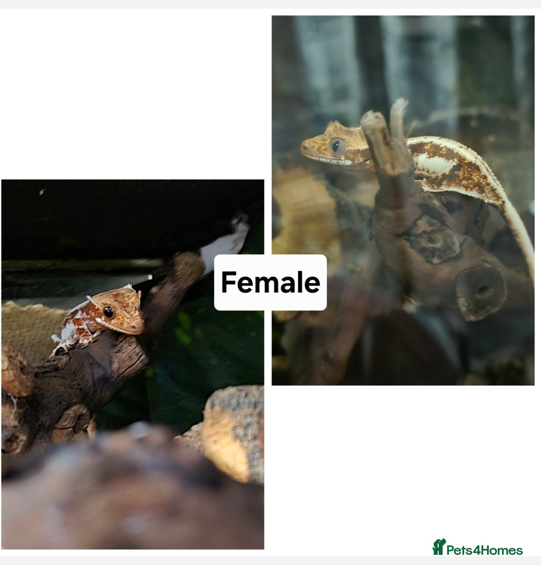 Gecko reptiles for sale: Crested Geckos  in Solihull - Advert 3