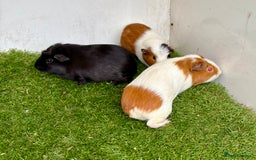 Guinea Pig rodents for sale: Super calm, friendly Guinea pig females  - Image 25