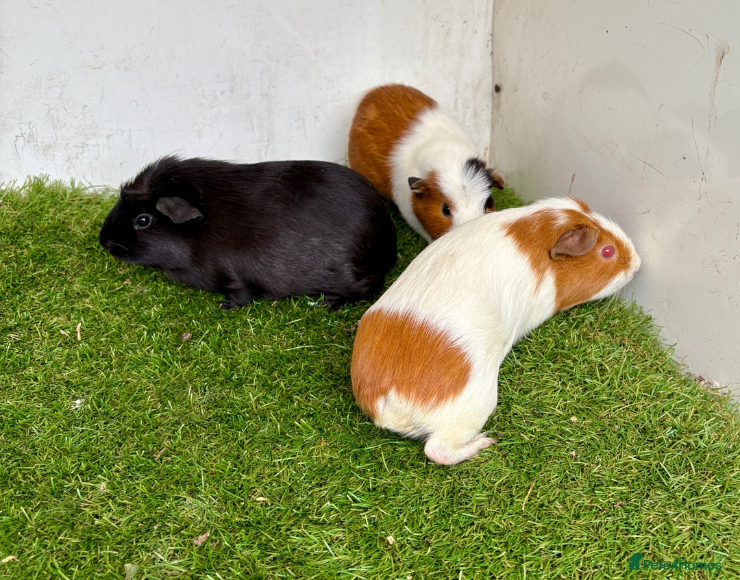 Guinea Pig rodents for sale: Super calm, friendly Guinea pig females  - Image 25