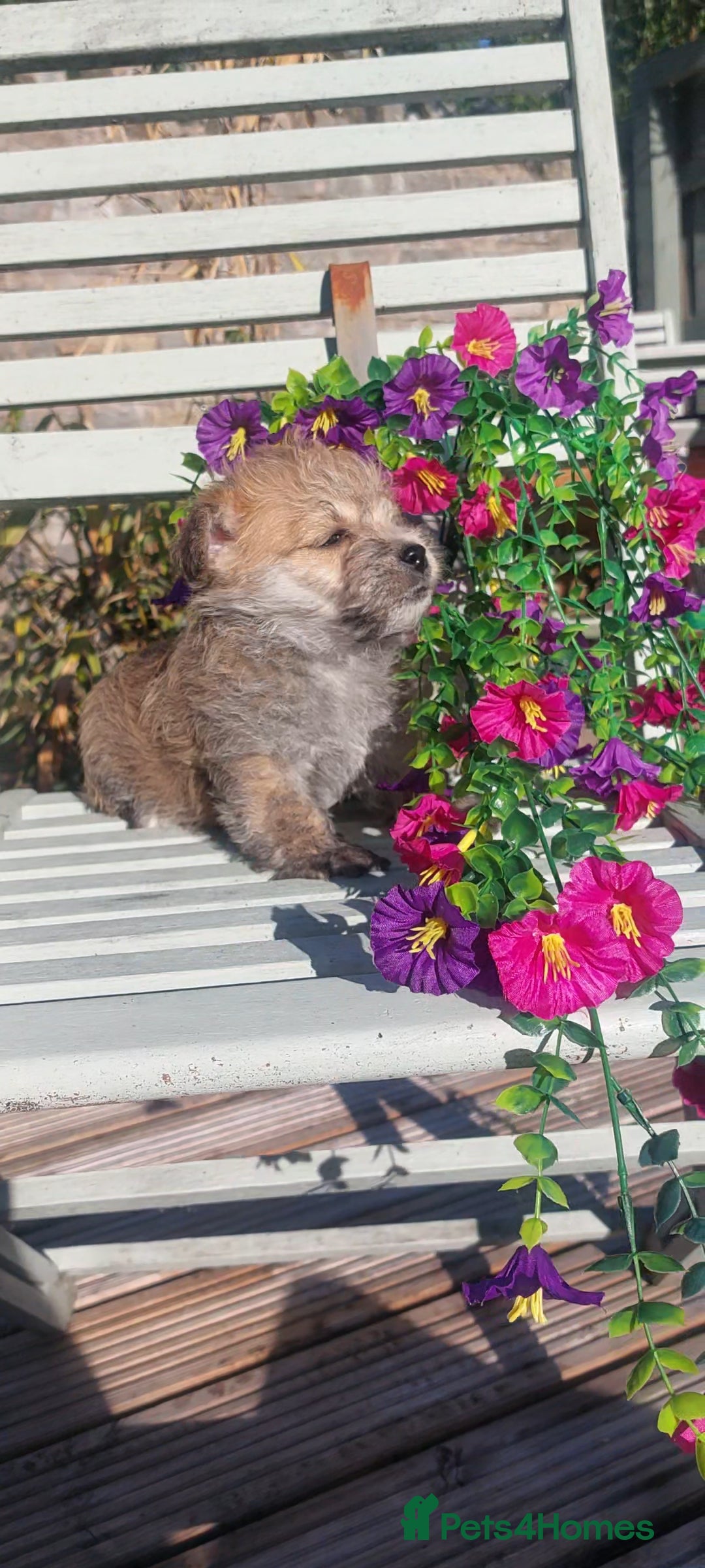 Poodle dogs for stud: Miniature poodle x norwich terrier - Image 8