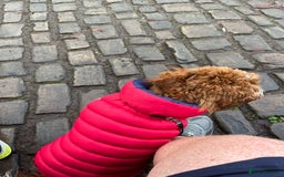 Cockapoo dogs for sale: 2 year old Cockapoo - Image 5