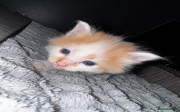 Mixed Breed cats for sale: 7 Mixed Kittens - Ginger, Tabby, Calico, White - Advert 20