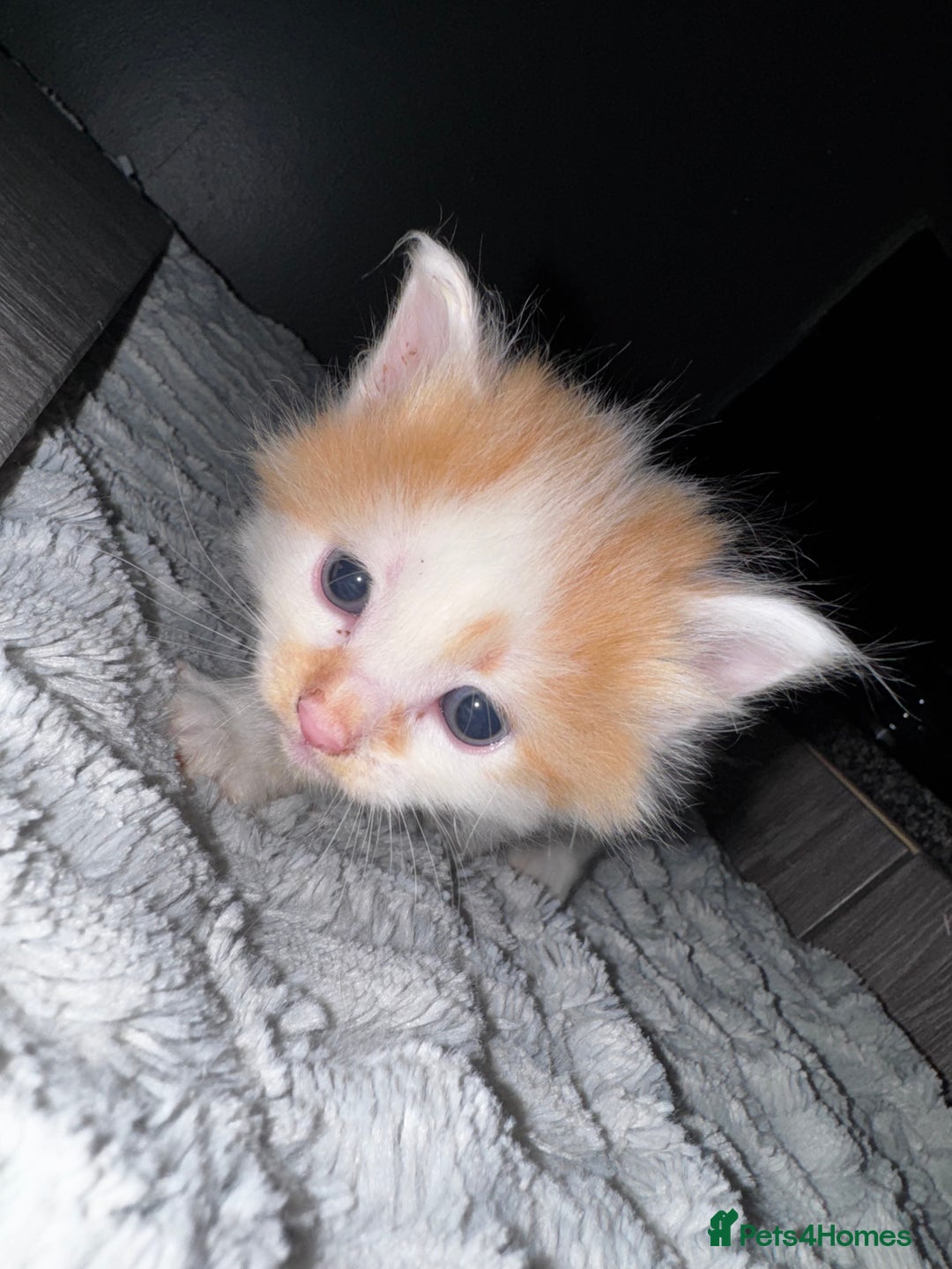 Mixed Breed cats for sale: 7 Mixed Kittens - Ginger, Tabby, Calico, White - Advert 20