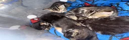 Mixed Breed cats for sale: 4 kittens for sale  - Advert 6