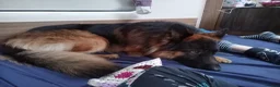 German Shepherd dogs for sale: KC registered Long Haired German shepherd puppies  - Advert 12