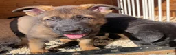 German Shepherd dogs for sale: Working Line German Shepherd Puppies - Cornwall in Hayle - Advert 29