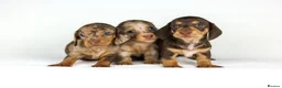 Miniature Dachshund dogs for sale: Miniature dachshund beautiful litter - Advert 10