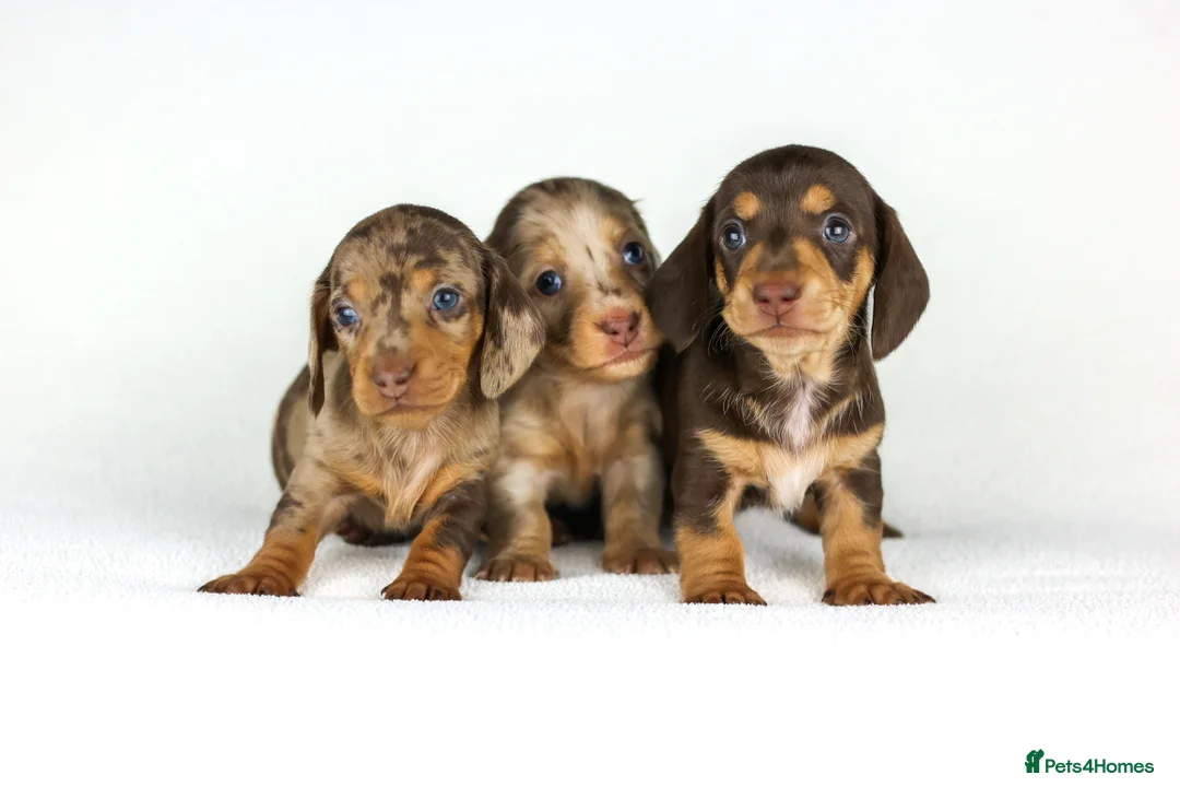 Miniature Dachshund dogs for sale: Miniature dachshund beautiful litter - Advert 10