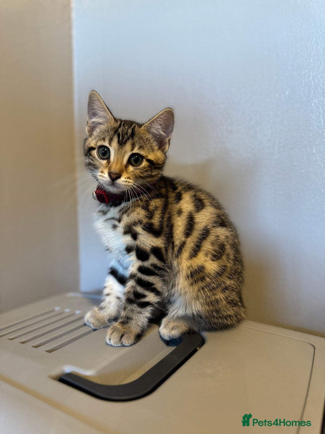 Bengal cats for sale: Ava’s Finest Pure Bengals, THREE Kittens Left. . . in Northampton - Image 20