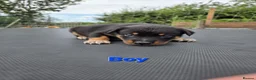 Mixed Breed dogs for sale: Beautiful kelpie cross Austrian cattle dogpuppies. in Warwick - Advert 7