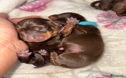 Miniature Dachshund dogs for sale: Miniature dachshund pups for sale 2 boys 1 girl  - Image 21