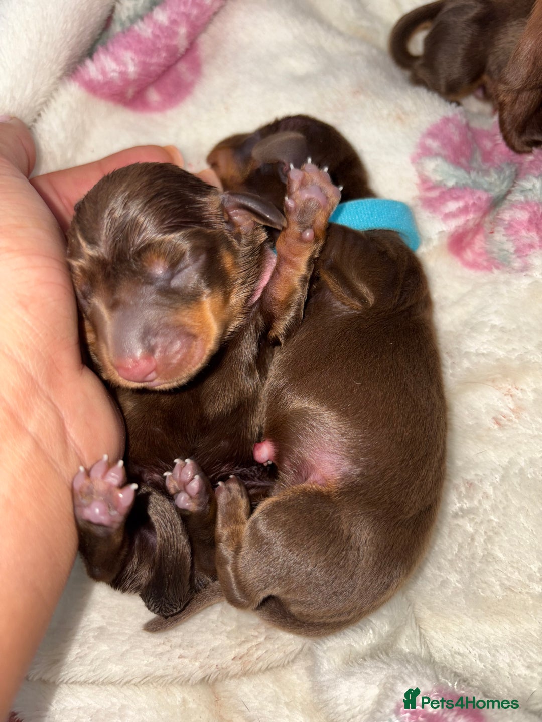 Miniature Dachshund dogs for sale: Miniature dachshund pups for sale 2 boys 1 girl  - Image 21