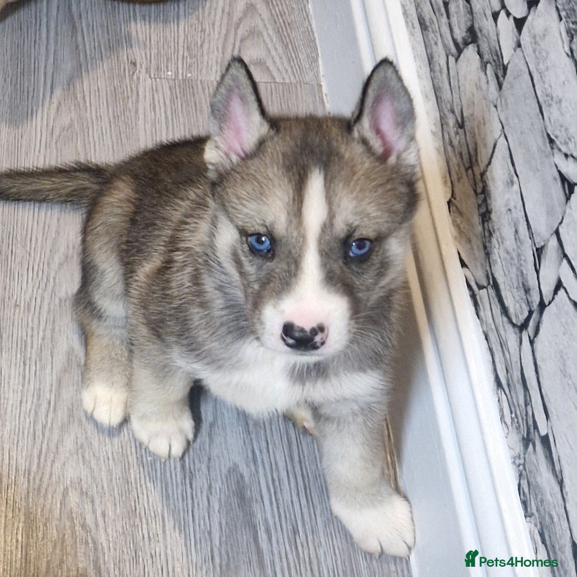 Siberian Husky dogs  Beautiful full breed siberian husky Pups ❤️ - Advert 16