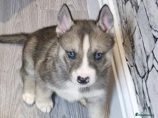 Siberian Husky dogs Beautiful full breed siberian husky Pups ❤️ - Advert 16