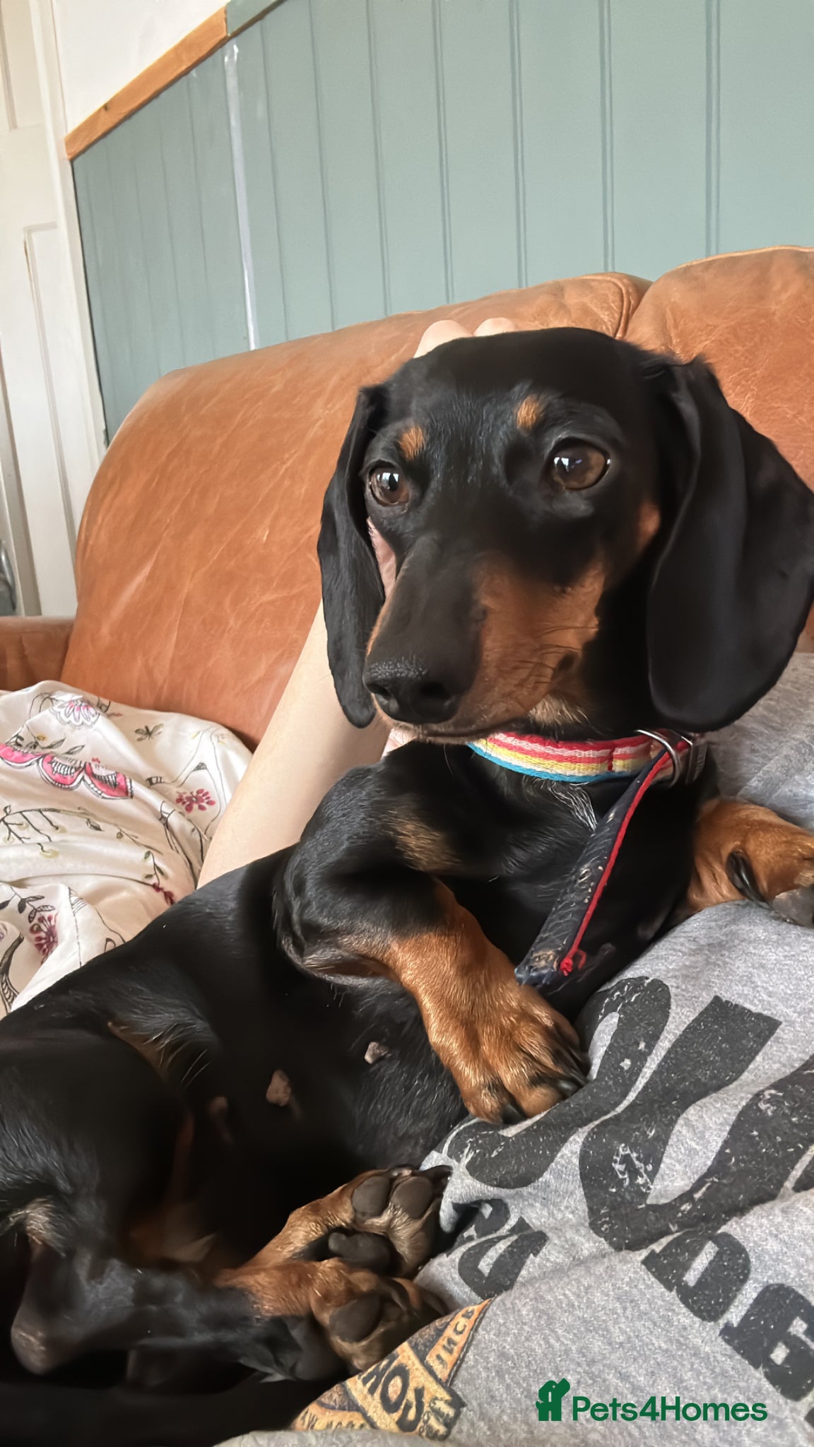 Miniature Dachshund dogs Miniature Dachshunds KC REG | DEVON - Advert 13