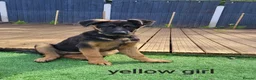 German Shepherd dogs for sale: German sheperd - Advert 9