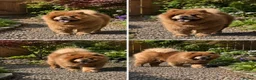Chow Chow dogs for sale: Stunning smooth and fluffy ChowChow puppies  - Advert 22