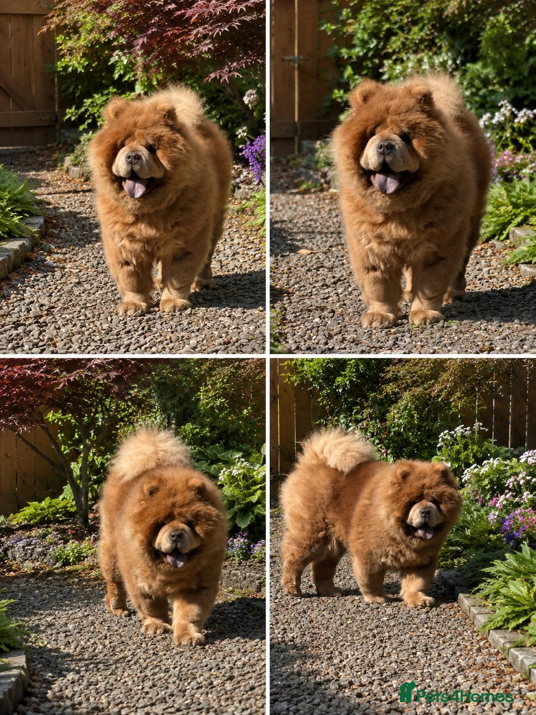 Chow Chow dogs for sale: Stunning smooth and fluffy ChowChow puppies  - Advert 22