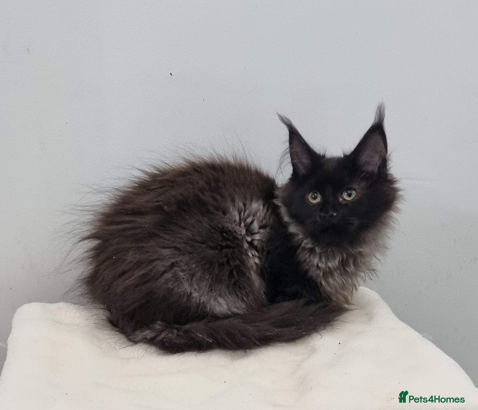 Maine Coon cats Pedigree GCCF registered Maine Coon Kittens  - Advert 2