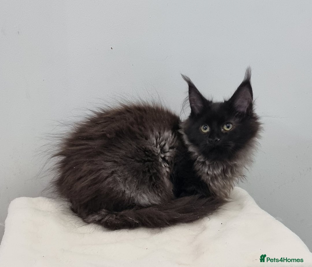 Maine Coon cats for sale: Pedigree GCCF registered Maine Coon Kittens  - Advert 1