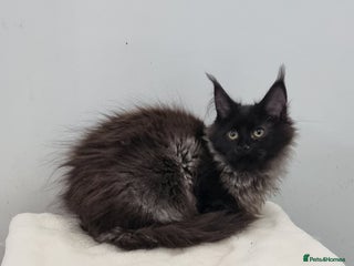 Maine Coon cats Pedigree GCCF registered Maine Coon Kittens - Advert 2