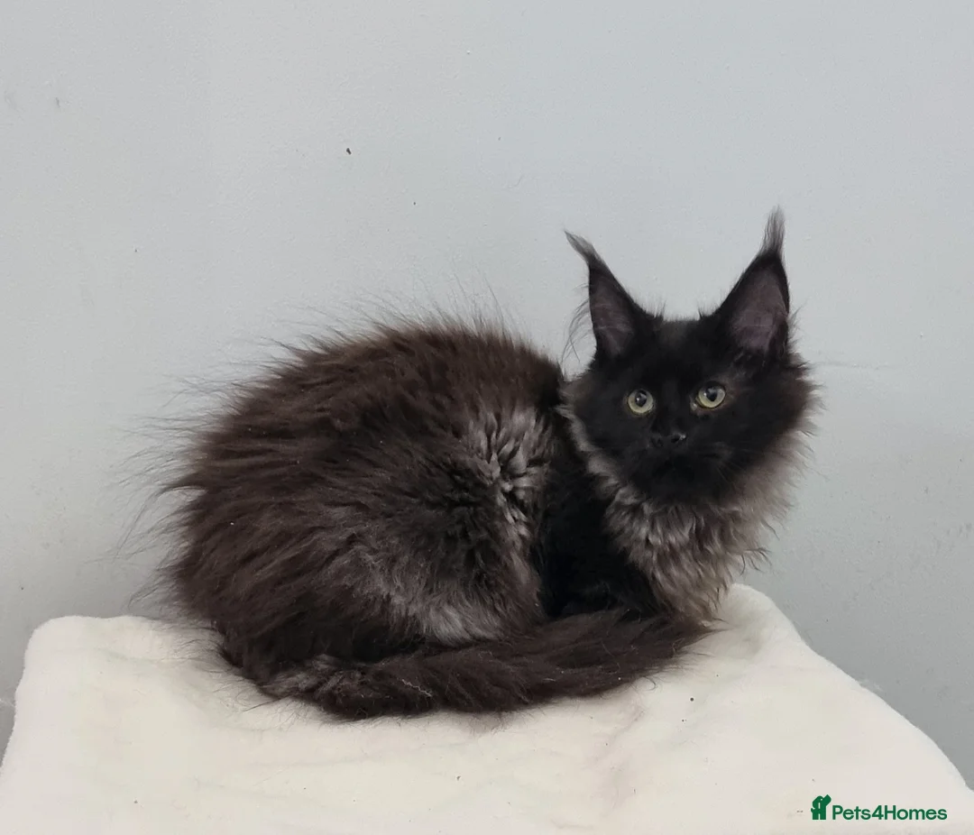 Maine Coon cats for sale: Pedigree GCCF registered Maine Coon Kittens  - Advert 1