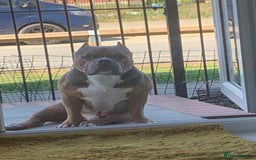American Bully dogs for sale: Jagger  - Image 4