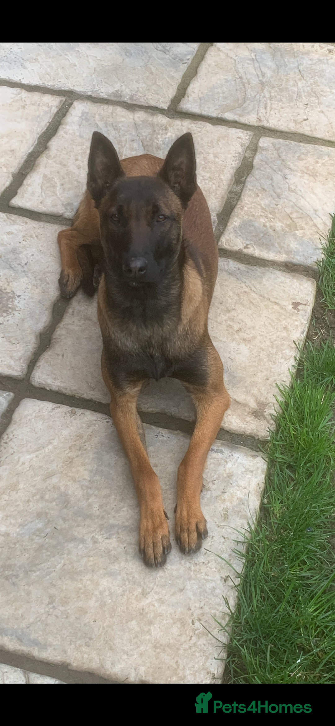 Mixed Breed dogs for sale: Belgian mali cross bullgreyhound - Image 4