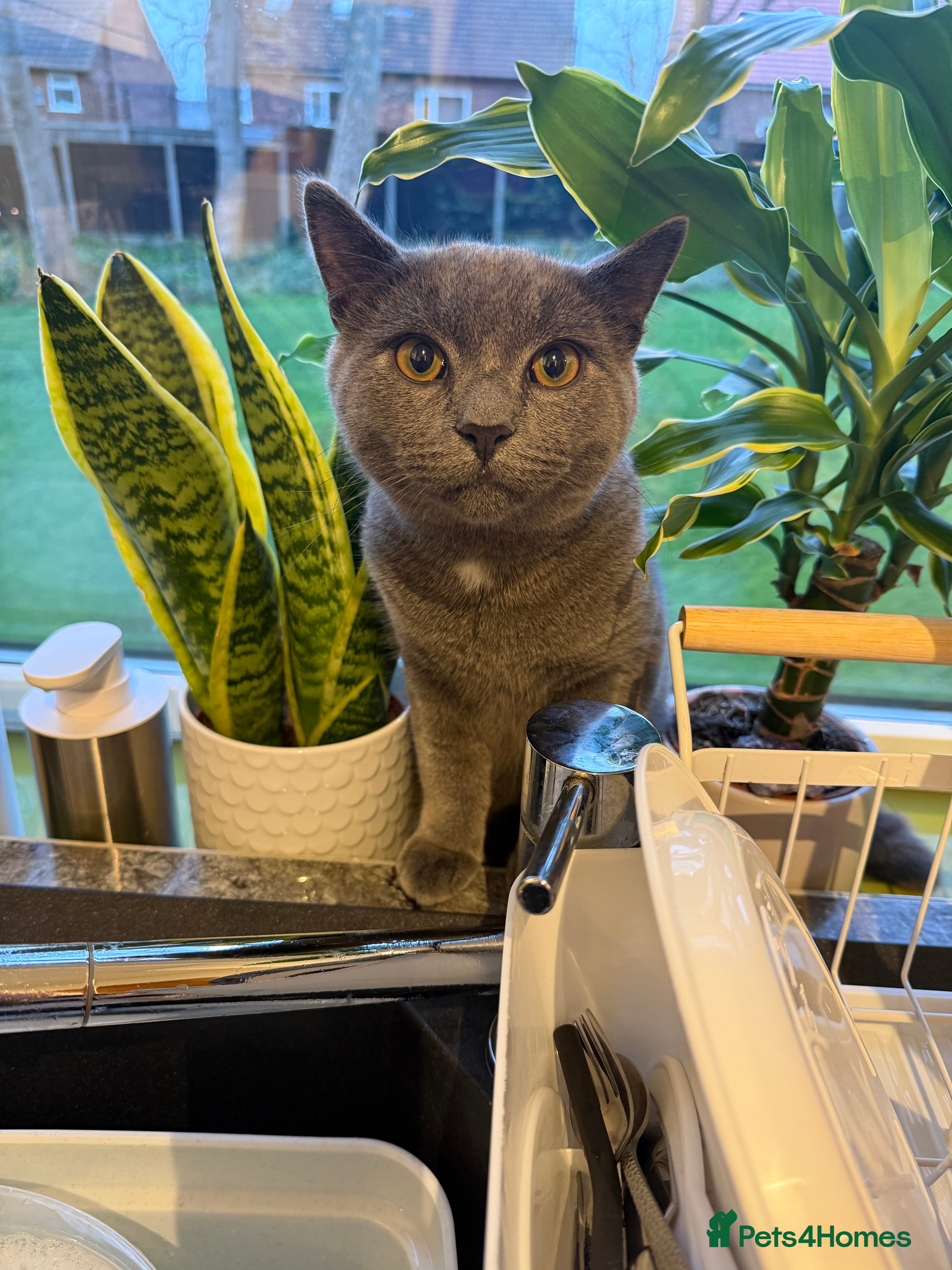 British Shorthair cats Male Grey British Shorthair 7 Months Old - Advert 8