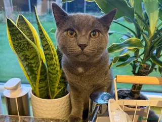 British Shorthair cats Male Grey British Shorthair 7 Months Old - Advert 8