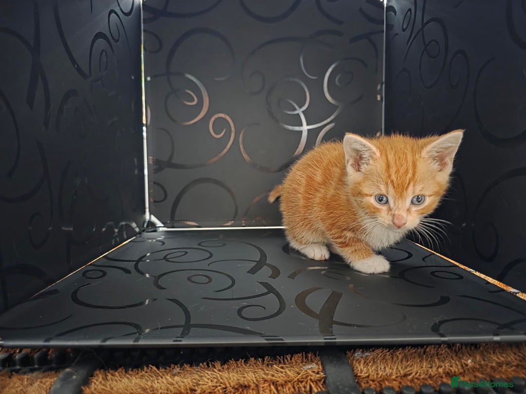 British Shorthair cats for sale: Rare ginger females. 1 male. British shorthair - Advert 33