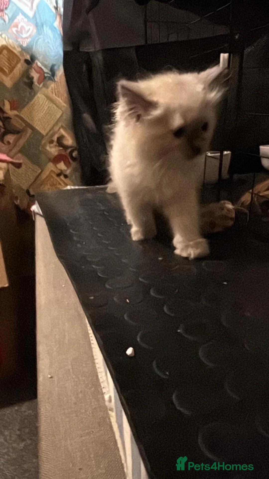 Ragdoll cats for sale: Beautiful Ragdols  - Advert 9