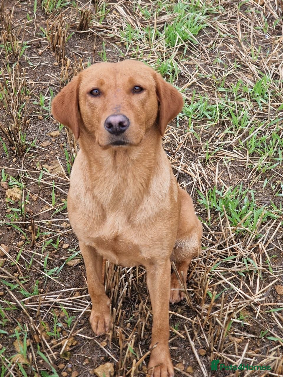 Labrador Retriever dogs Working labrador puppies  - Advert 6