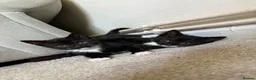 British Shorthair cats for sale: Two playful and friendly tuxedo kittens left  - Advert 8