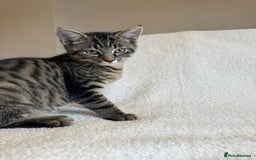 Mixed Breed cats for sale: Siberian x British Shorthair Kittens 💞 - Image 26