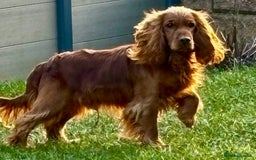 Cocker Spaniel dogs for adoption: Mickey heroic adventure - Image 2