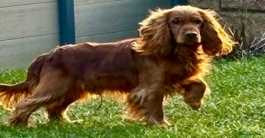 Cocker Spaniel dogs - Advert 1