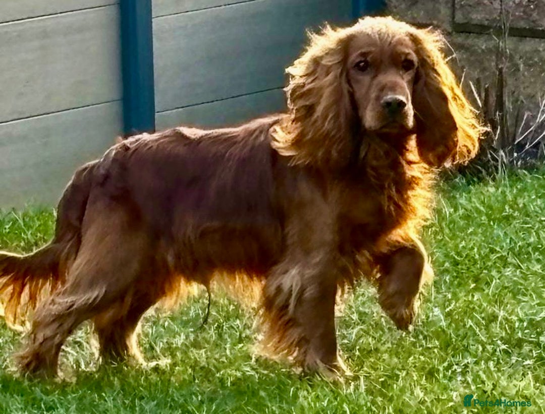 Cocker Spaniel dogs for adoption: Mickey heroic adventure - Image 2