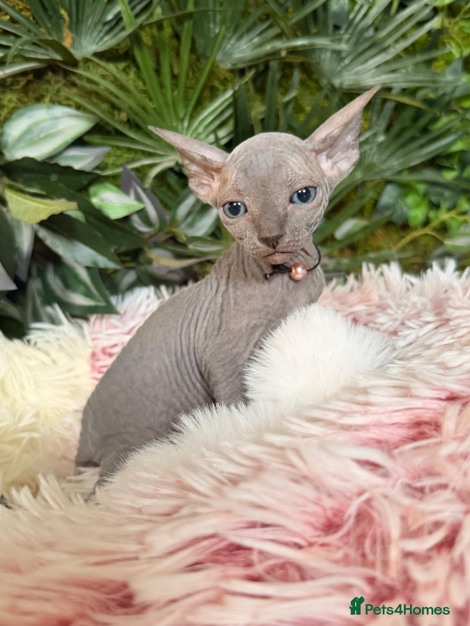 Sphynx cats for sale: 3 stunning kittens available! - Advert 3