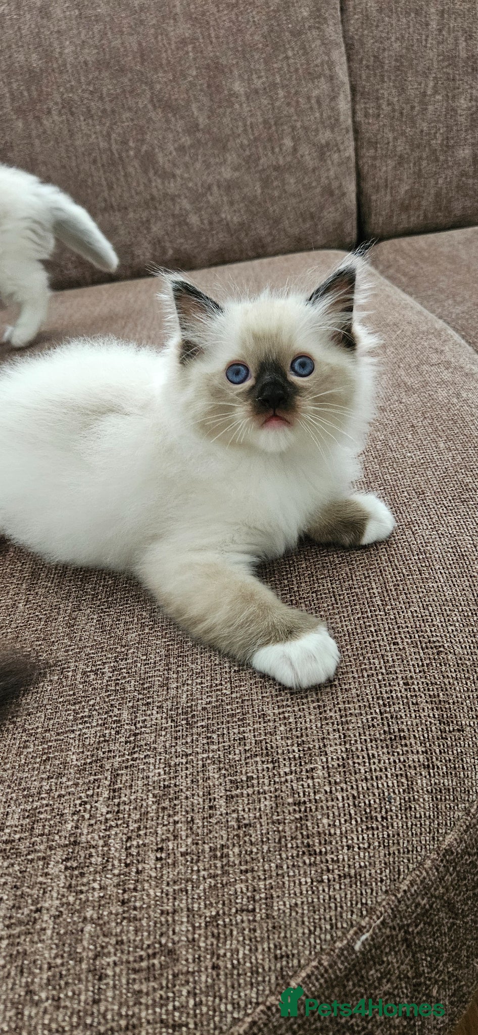 Ragdoll Kitten 1
