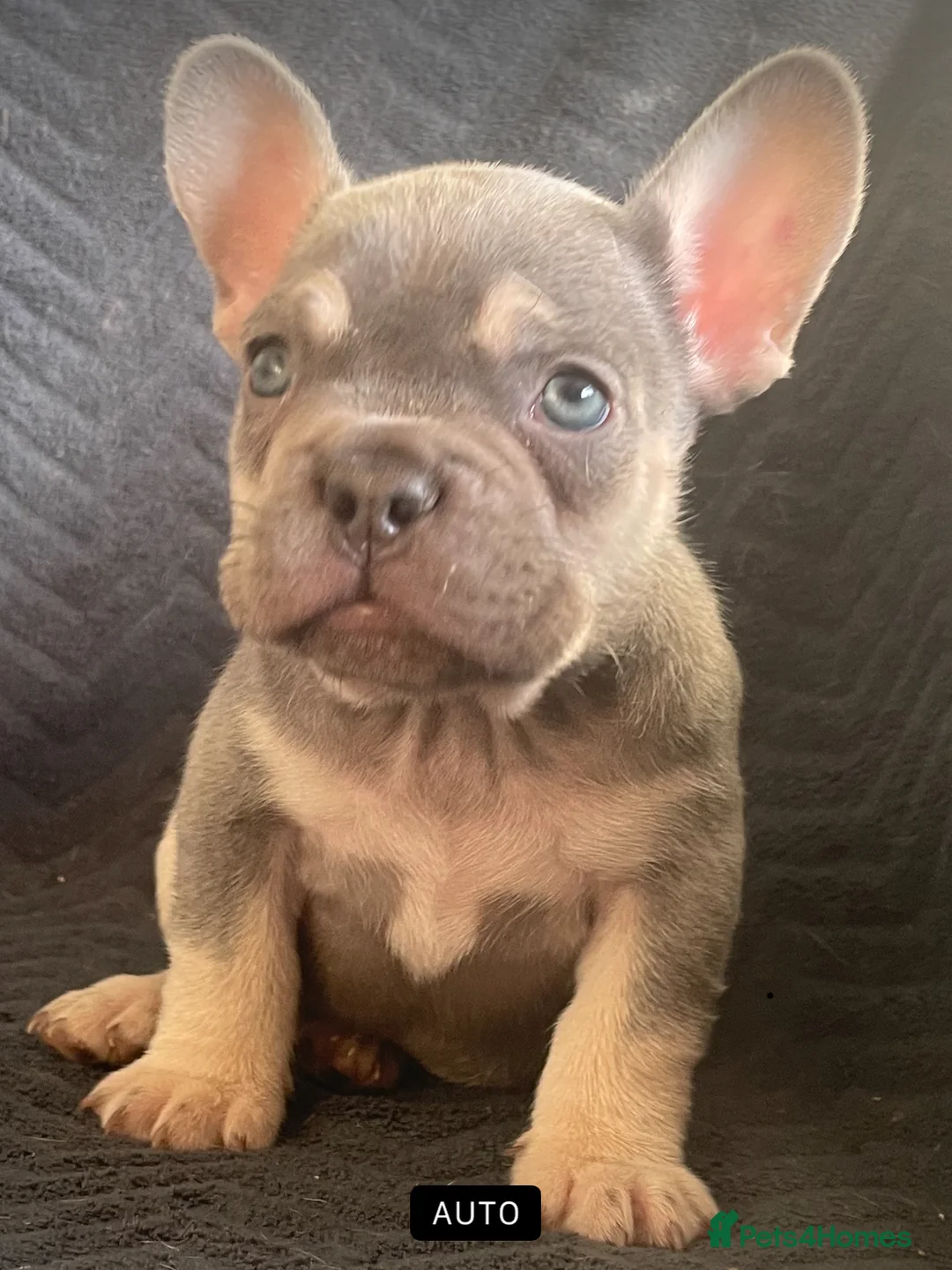 French Bulldog dogs for sale: Last French bulldog  - Advert 1