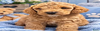 Cockapoo 2
