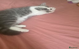 Exotic cats for sale: White & Grey Male Kitten Exotic Shorthair - Image 12